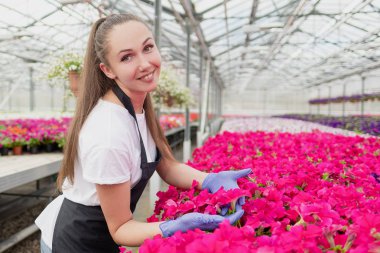 Çekici genç kadın çiçekçi veya agronomist iş giysileri ve apron büyük cam sera pembe çiçekler ilgilenir.