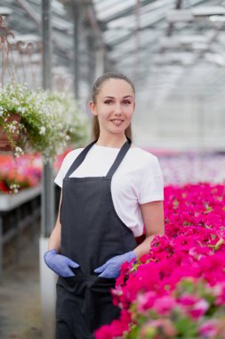 Çekici genç kadın çiçekçi veya agronomist iş giysileri ve apron büyük cam sera pembe çiçekler ilgilenir.