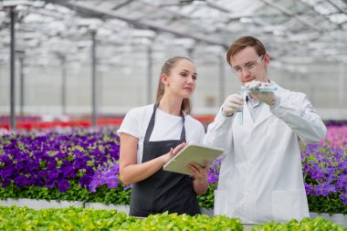 İki bilim adamı agronomist damızlık, bir adam ve bir kadın, serada numune almak.