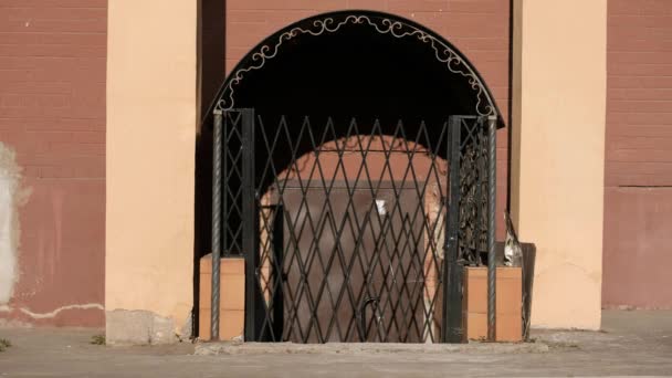 Giovane bella donna in gonna e occhiali da sole sta cavalcando uno scooter calcio sullo sfondo di un muro di mattoni. Terracotta e colore marrone della casa . — Video Stock