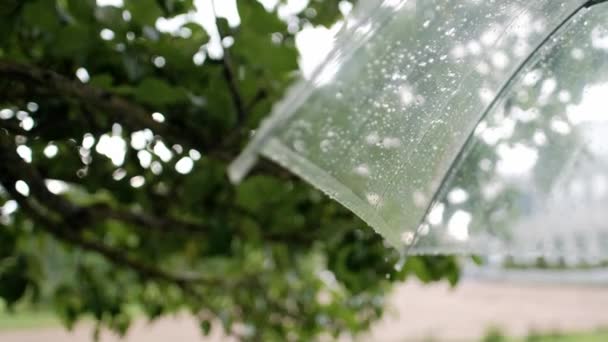 Gotas de lluvia sobre un paraguas transparente sobre el fondo del follaje verde . — Vídeos de Stock