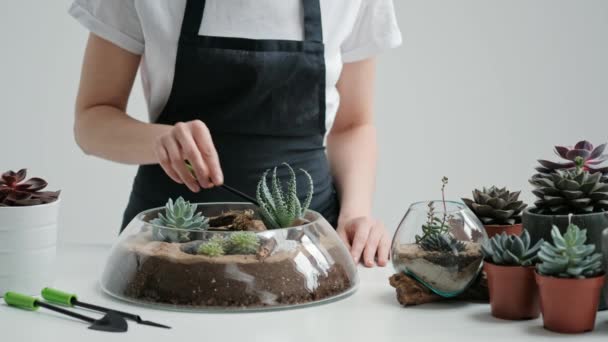 Jardinero florista femenino decora un mini jardín en un jarrón de vidrio con suculentas y cactus en la arena . — Vídeo de stock