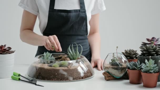 Jardinero florista femenino decora un mini jardín en un jarrón de vidrio con suculentas y cactus en la arena . — Vídeos de Stock