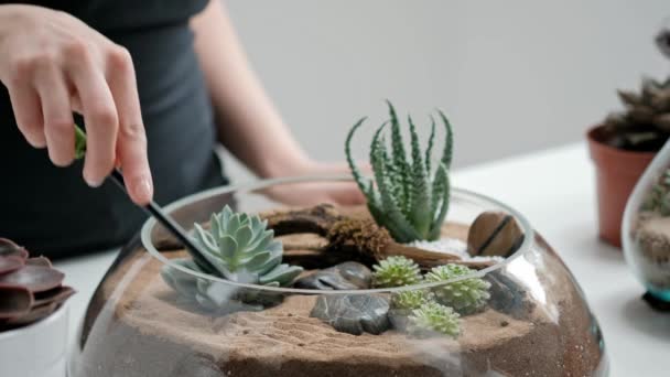 Садівник-флорист прикрашає міні-сад у скляній вазі з сукулентами та кактусами в піску . — стокове відео