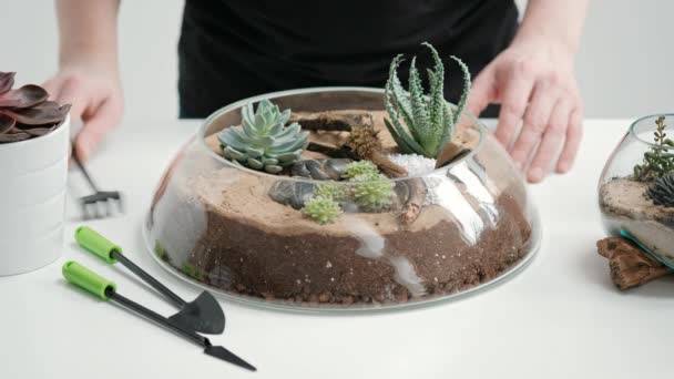 Садівник-флорист прикрашає міні-сад у скляній вазі з сукулентами та кактусами в піску . — стокове відео