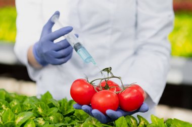 Bir laboratuar ceket ve koruyucu eldiven bir bilim adamı biyolog yeşil bitkilerin arka planına karşı, sebze, domates içine mavi bir sıvı tanıttı.