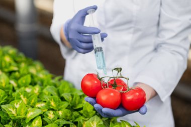 Bir laboratuar ceket ve koruyucu eldiven bir bilim adamı biyolog yeşil bitkilerin arka planına karşı, sebze, domates içine mavi bir sıvı tanıttı.