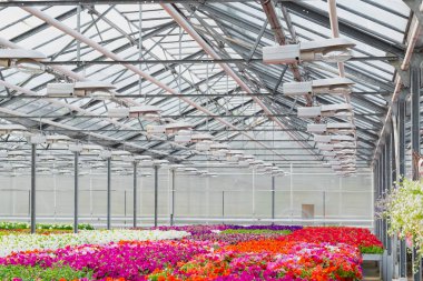 Fide ve çiçeklerin bir sürü büyük ışık sera. Kırmızı, sarı ve yeşil bitkiler.