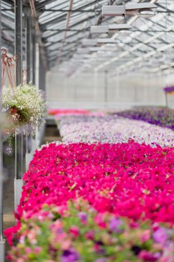 Fide ve çiçeklerin bir sürü büyük ışık sera. Kırmızı, sarı ve yeşil bitkiler.