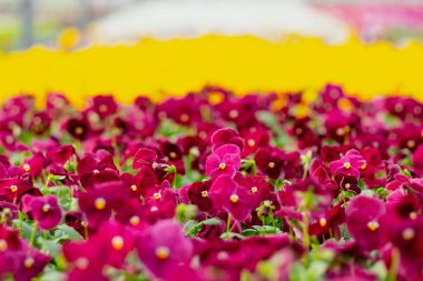 Fide ve çiçeklerin bir sürü büyük ışık sera. Kırmızı, sarı ve yeşil bitkiler.