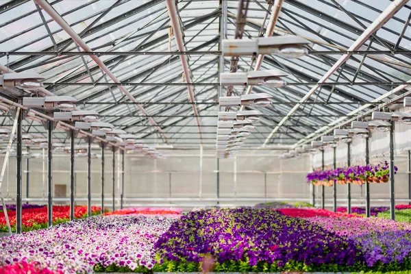 Fide ve çiçeklerin bir sürü büyük ışık sera. Kırmızı, sarı ve yeşil bitkiler.