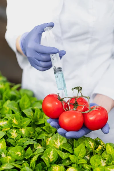 Ένας επιστήμονας βιολόγος σε ένα εργαστήριο παλτό και προστατευτικά γάντια εισάγει ένα μπλε υγρό στα λαχανικά, ντομάτες, στο φόντο των πράσινων φυτών. — Φωτογραφία Αρχείου