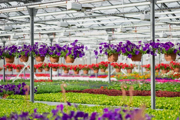 Fide ve çiçeklerin bir sürü büyük ışık sera. Kırmızı, sarı ve yeşil bitkiler.