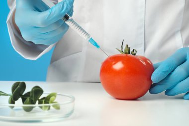 Laboratuvarda beyaz önlüklü ve mavi arka planda lastik eldivengiyen bir kadın biyolog bilim adamı. Kırmızı domatese şırınga enjekte edin. GDO konsepti ve gıda modifikasyonu.