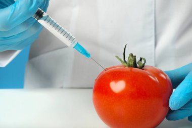 Laboratuvarda beyaz önlüklü ve mavi arka planda lastik eldivengiyen bir kadın biyolog bilim adamı. Kırmızı domatese şırınga enjekte edin. GDO konsepti ve gıda modifikasyonu.