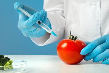 Laboratuvarda beyaz önlüklü ve mavi arka planda lastik eldivengiyen bir kadın biyolog bilim adamı. Kırmızı domatese şırınga enjekte edin. GDO konsepti ve gıda modifikasyonu.