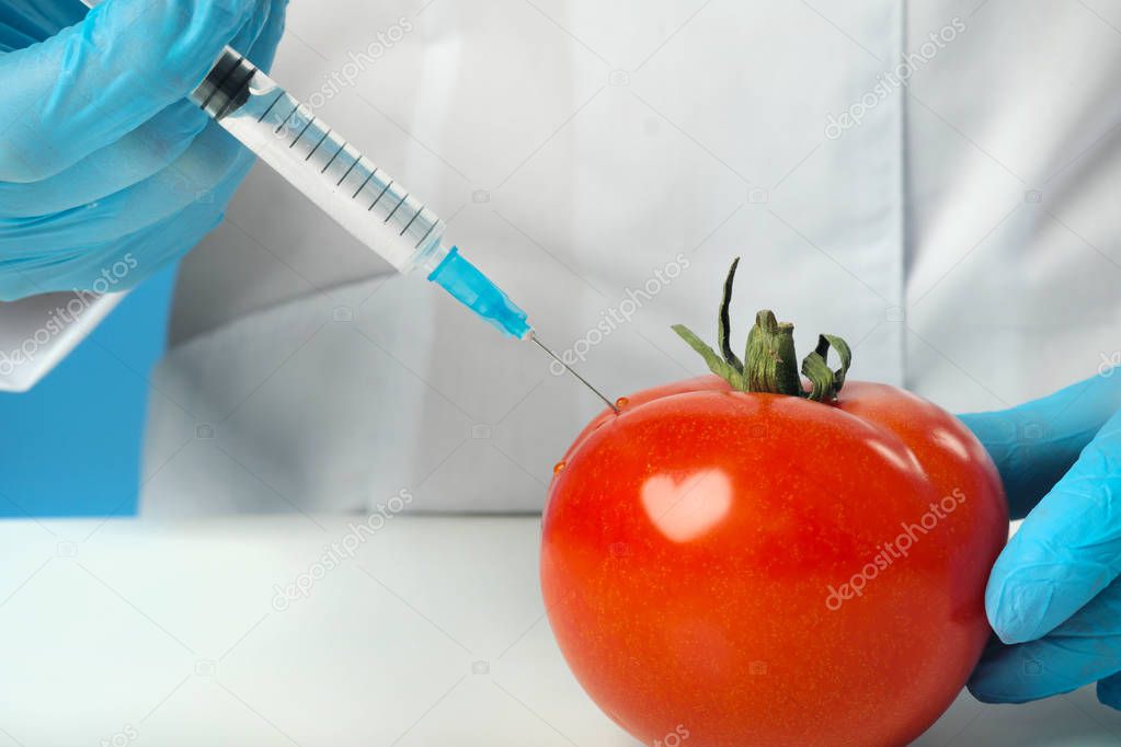 A woman biologist scientist in the lab, in a white coat, and rubber gloves on a blue background. Inject drugs with a syringe into a red tomato. GMO concept and food modification.