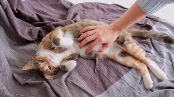 毛布の上に妊娠中の猫。猫をなでる女. — ストック動画