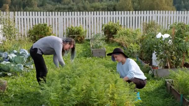 Twee jonge mooie meisjes in truien zijn zorgzaam in de tuin. Oogst. Het concept van de natuurlijke teelt van biologische groenten. — Stockvideo