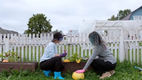 Dos chicas hermosas jóvenes en suéteres están cuidando de la calabaza amarilla en el jardín. El concepto de natural y el cultivo de verduras ecológicas . — Vídeos de Stock