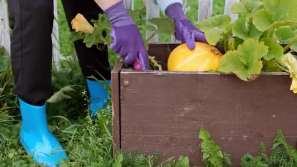 Zwei junge hübsche Mädchen in Pullovern kümmern sich um den gelben Kürbis im Garten. das Konzept des natürlichen und biologischen Gemüseanbaus. — Stockvideo