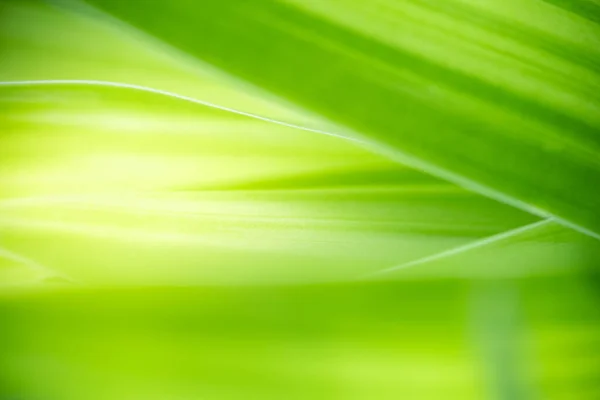 Vacker Natur Syn Gröna Blad Suddig Grönska Bakgrund Trädgården Med — Stockfoto