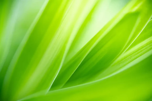Krásná Příroda Pohled Zelený List Rozmazané Zeleně Pozadí Zahradě Kopií — Stock fotografie