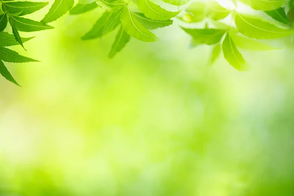 Schöne Natur Ansicht Des Grünen Blattes Auf Verschwommenem Grün Hintergrund — Stockfoto