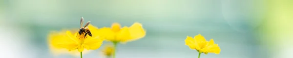 Вид Природы Цветок Пчелу Размытом Зеленом Фоне Саду Использованием Качестве — стоковое фото