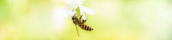 Schöne Natur Ansicht Von Blume Und Biene Auf Verschwommenem Grün — Stockfoto