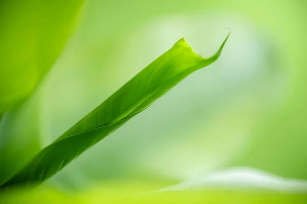 Prachtige Natuur Uitzicht Groen Blad Wazig Groen Achtergrond Tuin Met — Stockfoto