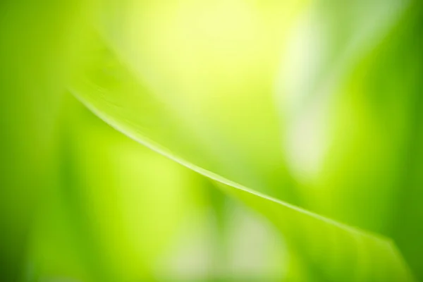 Hermosa Vista Naturaleza Hoja Verde Sobre Fondo Vegetación Borrosa Jardín —  Fotos de Stock