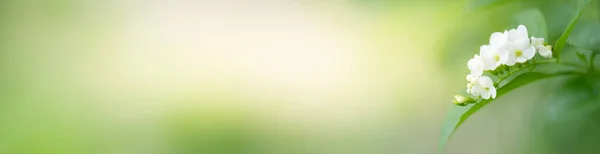 Характер Цветка Саду Используя Качестве Фона Страницу Естественным Покрытием — стоковое фото