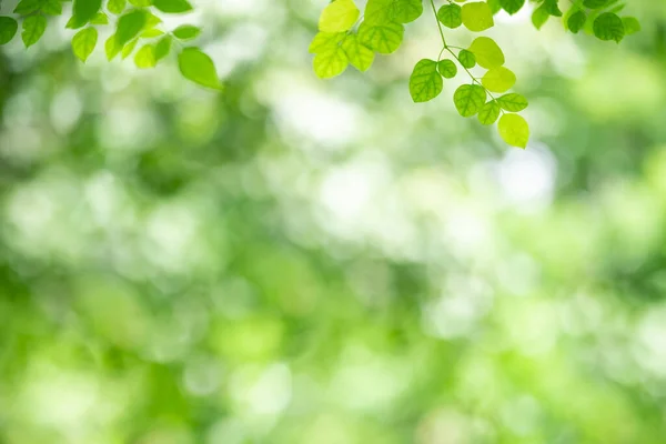 Piękny Widok Przyrodę Zielonego Liścia Rozmytym Tle Zieleni Ogrodzie Przestrzenią — Zdjęcie stockowe