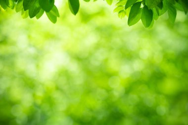 Bahçedeki yeşil yaprağın doğası arka planda doğal duvar kağıdı olarak kullanılır.