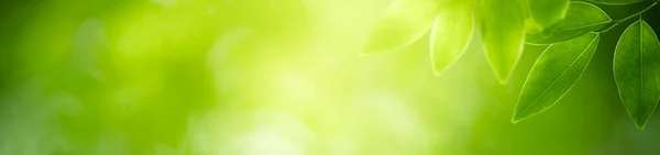Natur Des Grünen Blattes Garten Mit Natürlichem Deckblatt Als Hintergrund — Stockfoto