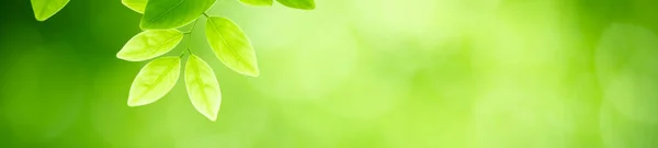 Природа Зеленого Листа Саду Используя Качестве Фона Страницу Естественным Покрытием — стоковое фото