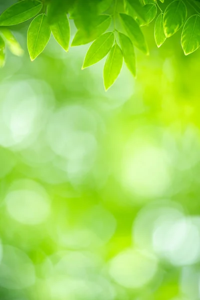 Természet Zöld Levél Kertben Segítségével Háttér Természetes Tapéta — Stock Fotó