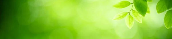 Natur Des Grünen Blattes Garten Mit Natürlichem Deckblatt Als Hintergrund — Stockfoto