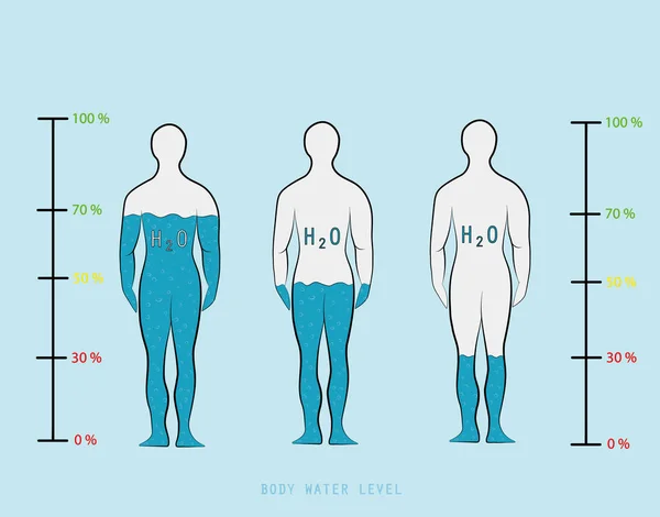 Infográfico Silhueta Mostrando Nível Percentual Água Ilustração Vetor Corpo Humano —  Vetores de Stock