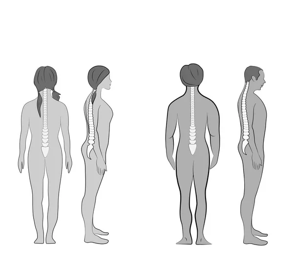 Alineación Correcta Del Cuerpo Humano Postura Pie Para Una Buena — Archivo Imágenes Vectoriales