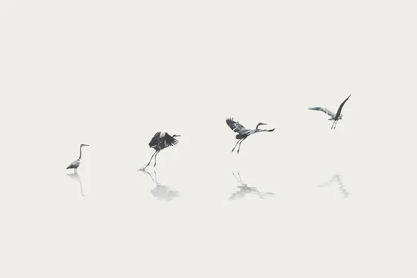 Flight Steps Progress Migratory Bird — Stock Photo, Image