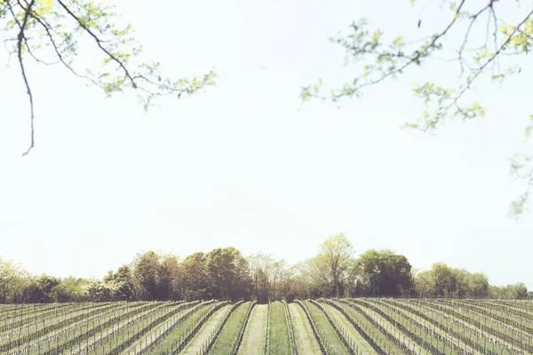 Minimální Vinice Panorama Létě — Stock fotografie