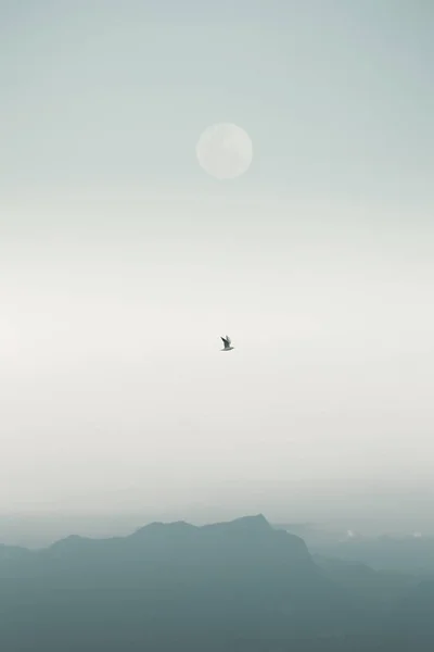 Pássaro Voando Sobre Paisagem Mínima — Fotografia de Stock