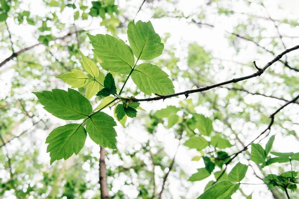 Green leaves on the backgrounds. Beautiful leaves and bright sun. Green forest with sunlight.