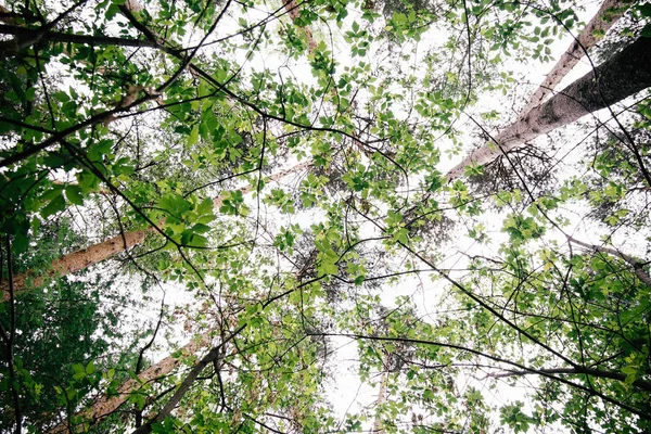 Green leaves on the backgrounds. Beautiful leaves and bright sun. Green forest with sunlight.