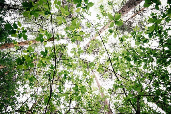Yeşil arka planlar üzerinde bırakır. Güzel yaprakları ve parlak güneş. Güneş ışığı ile yeşil orman.