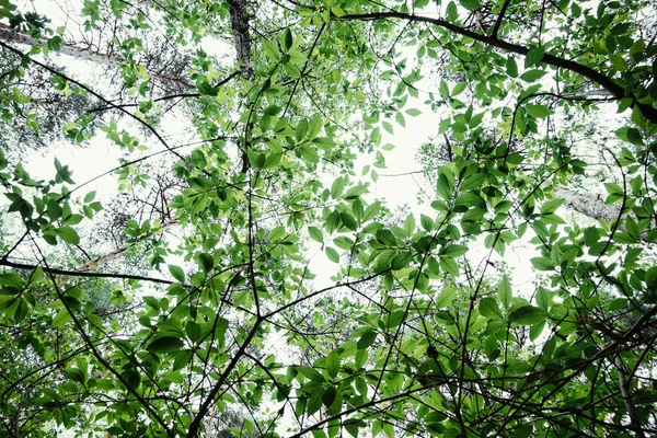 Yeşil arka planlar üzerinde bırakır. Güzel yaprakları ve parlak güneş. Güneş ışığı ile yeşil orman.