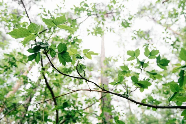 Yeşil arka planlar üzerinde bırakır. Güzel yaprakları ve parlak güneş. Güneş ışığı ile yeşil orman.