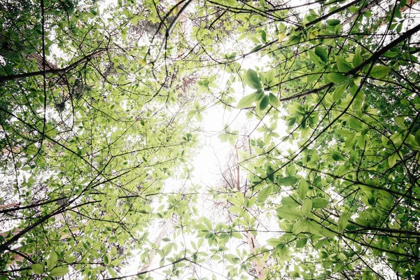 Yeşil arka planlar üzerinde bırakır. Güzel yaprakları ve parlak güneş. Güneş ışığı ile yeşil orman.